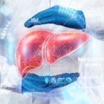 The Liver Guardian of Our Well being